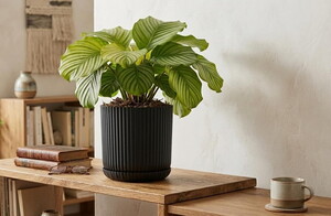 SERİNOVA LOTUS SAKSI 5 LT NO:2