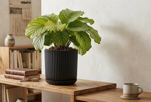 SERİNOVA LOTUS SAKSI 10.5 LT NO:3