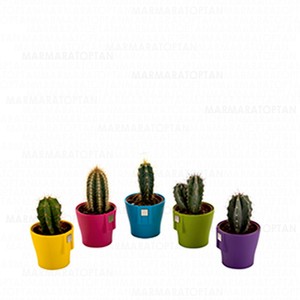 POLİWORK GARDENYA KAKTÜS  SAKSI 5,5 MAGNET FRESH