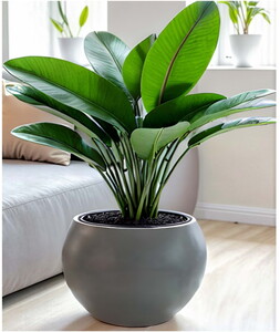 SERİNOVA KÜRE SAKSI NO:2