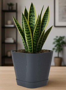 SERİNOVA ZAMBAK SAKSI NO:1