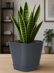 SERİNOVA ZAMBAK SAKSI NO:2