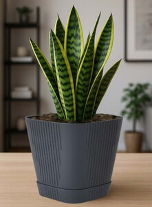 SERİNOVA ZAMBAK SAKSI NO:5